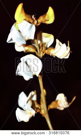 Beautiful Flowers Of Runner Bean Plant With Black Background