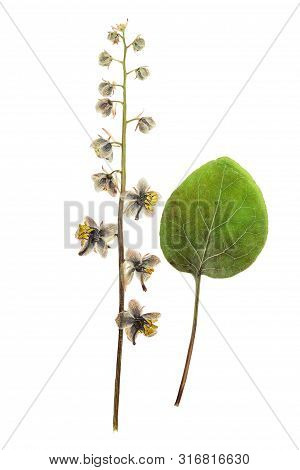 Pressed And Dried Flowers Pyrola With Leaf Isolated On White Background. For Use In Scrapbooking, Fl