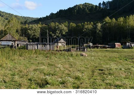 The Outskirts Of The Taiga Village Generalka Altai Territory. Russia