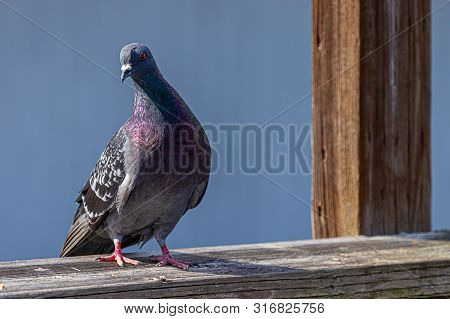 Bright Iridescent Pigion Standing Against Deep Blue Color