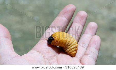 Red Palm Weevil On Hand,eat All Kinds Of Young Trees.