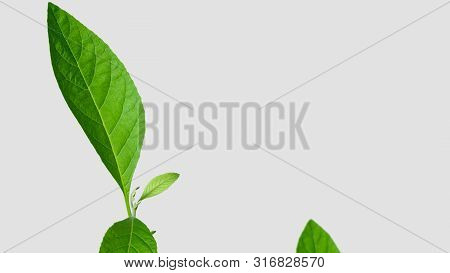 Gymnanthemum Extensum Leaves​ Isolated​ On​ White​ Background​.