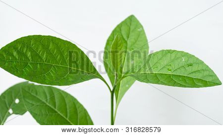 Gymnanthemum Extensum Leaves​ Isolated​ On​ White​ Background​.