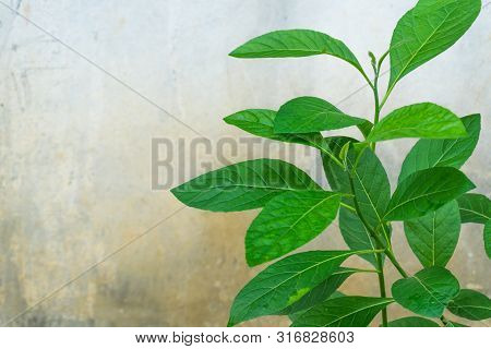 Gymnanthemum Extensum Leaves​ Isolated​ On​ White​ Background​.