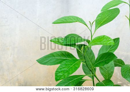 Gymnanthemum Extensum Leaves​ Isolated​ On​ White​ Background​.