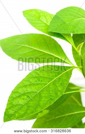 Gymnanthemum Extensum Leaves​ Isolated​ On​ White​ Background​.