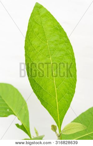 Gymnanthemum Extensum Leaves​ Isolated​ On​ White​ Background​.
