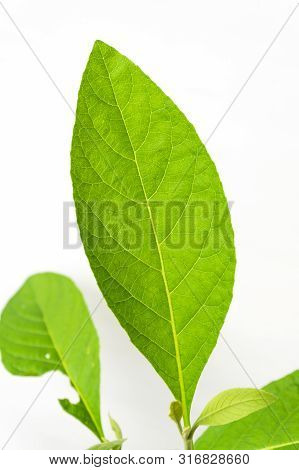 Gymnanthemum Extensum Leaves​ Isolated​ On​ White​ Background​.