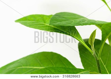 Gymnanthemum Extensum Leaves​ Isolated​ On​ White​ Background​.