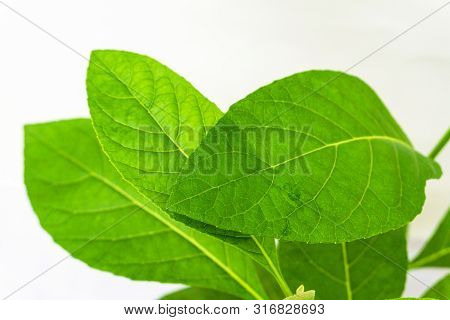 Gymnanthemum Extensum Leaves​ Isolated​ On​ White​ Background​.
