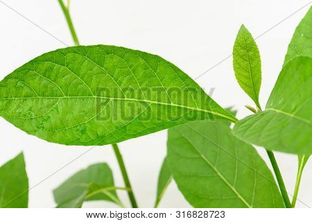 Gymnanthemum Extensum Leaves​ Isolated​ On​ White​ Background​.