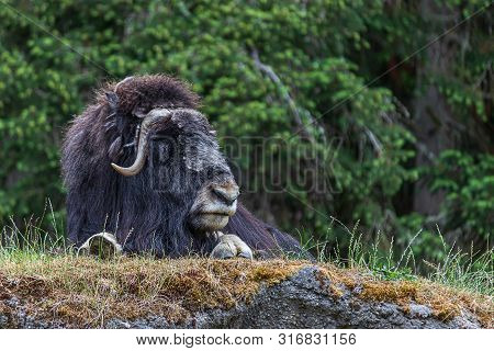 Large Resting Musk Ox Survaying Its Surroundings And Laying On Top Of A Hill