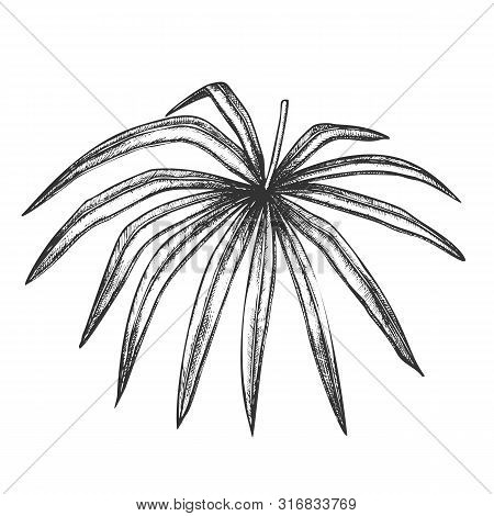 Thrinax Radiata Exotic Leaf Hand Drawn Vector. Detail Of Cultivated Palm Floral Leaf. Element Of Bea
