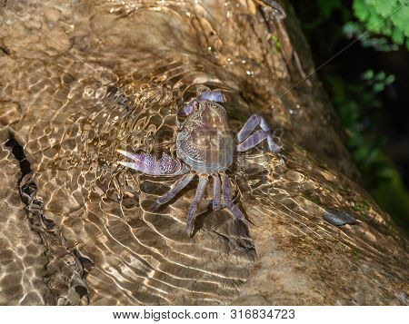 River Crab Potamonautes Sp. In Shallow Water At The Waterfall. Sun Glare On Water. Rhodes Greece Eur