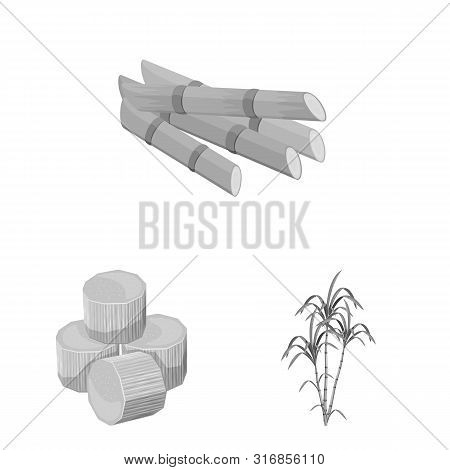 Isolated Object Of Sugarcane And Cane Sign. Set Of Sugarcane And Field Stock Vector Illustration.