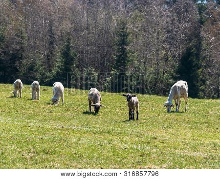 Sheep Flock Feeding On Fresh Springtime Meadow In Javorniky Mountains In Slovakia