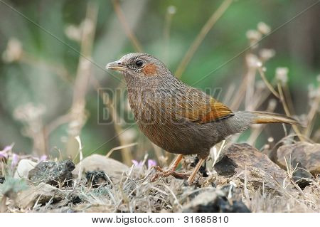 Csíkos álszajkó, Garrulax Lineatus