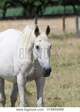 A Reitired Ex Racehorse In A Summer Paddock.