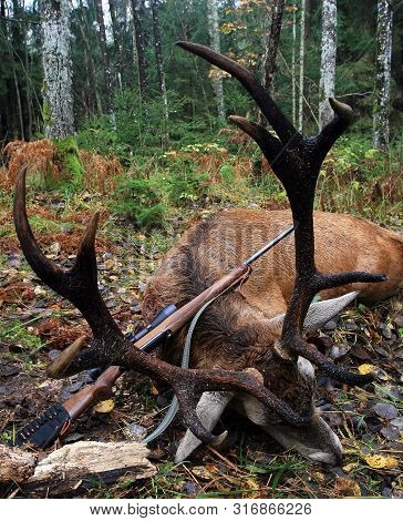 The Trophy Of The European Red Deer With Horns After Hunting With A Rifle In Autumn, Russia