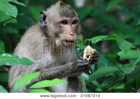 Monkey eating bread on tree
