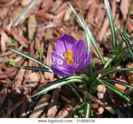 Crocus macro