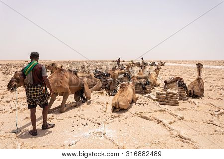 Camel Caravan And Afar Mining Salt In Danakil Depression, Ethiopia