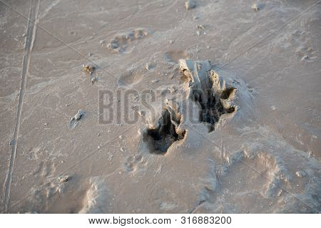 Animal Small Footprints On The Floor