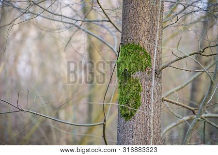 The Main Focus Is On Trees In Different Situations