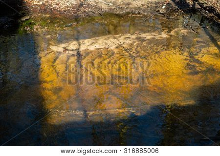 The Natural Paradise Hasbruch In Northern Germany Near Hude