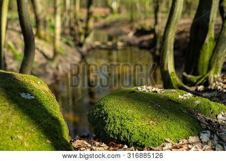 The Natural Paradise Hasbruch In Northern Germany Near Hude