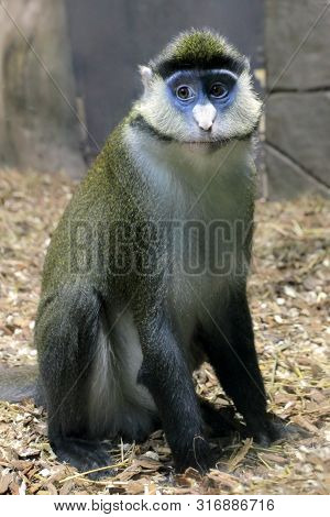 Cercopithecus Ascanius Monkey Or Red Tailed Guenon Monkey