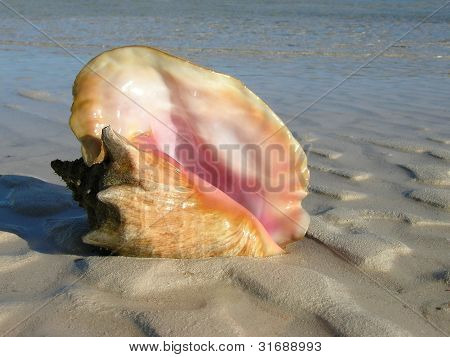 Dronning Conch - Strombus gigas