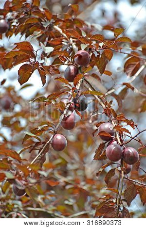 Plum It Is Red-leaved Pissardi's Grade (prunus Cerasifera Var. Pissardii) With Fruits