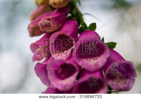Focus On Nature Flowers, Leaves And Stems