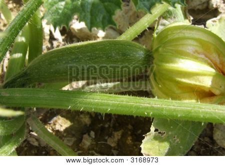 Baby Courgette