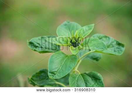 Focus On Flowers And Plants With Beautiful Colors