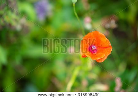 Focus On Flowers And Plants With Beautiful Colors