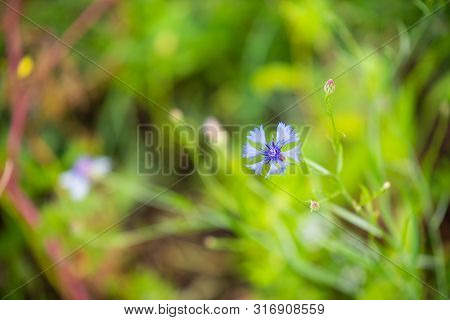 Focus On Flowers And Plants With Beautiful Colors