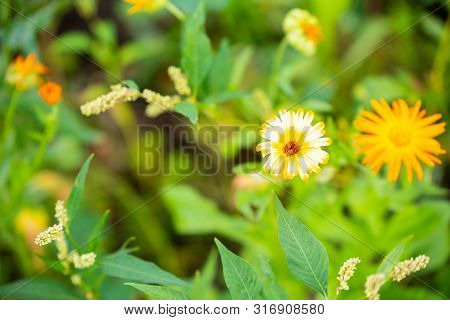 Focus On Flowers And Plants With Beautiful Colors