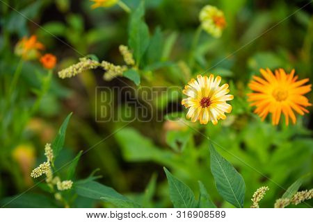 Focus On Flowers And Plants With Beautiful Colors