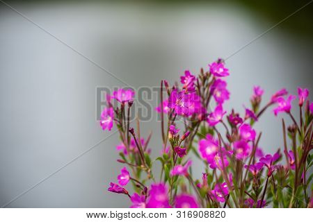 Focus On Flowers And Plants With Beautiful Colors