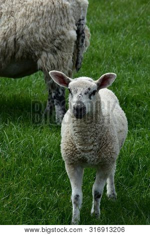 Cute Lamb With Black Speckles On His Face In Northern England.