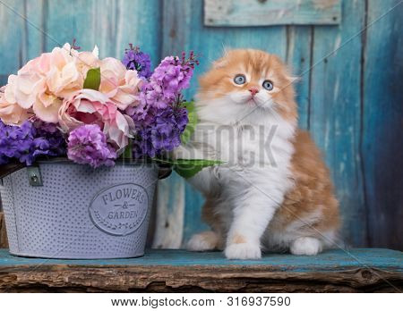 Scottish fold kitten, red color
