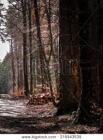 Springtime, Forest Awakens Again After The Winter Break. The Spring Sun Breaks Through The Trees On 