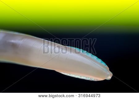 Macro photo of adult Toxocara canis, dog roundworm
