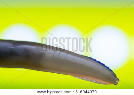 Macro Photo Of Adult Toxocara Canis, Dog Roundworm