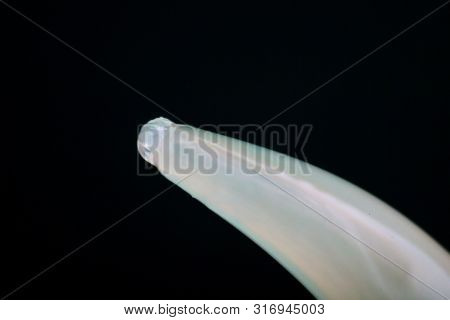 Macro photo of adult Toxocara canis, dog roundworm