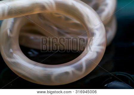 Macro Photo Of Adult Toxocara Canis, Dog Roundworm