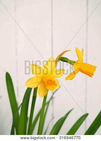 Yellow Daffodils (narcissus) Blooming On White Wooden Background.