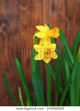 Yellow Daffodils (narcissus) Blooming On Brown Wooden Background.